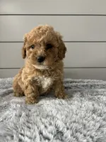 Willow, a female Miniature Goldendoodle for sale in Millersburg, OH – Photo 2 of 5