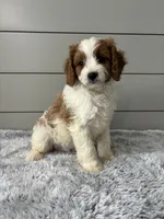 Teddy , a male Cavapoo for sale in Millersburg, OH – 7 of 7