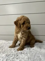 Maverick , a male Miniature Goldendoodle for sale in Millersburg, OH – 6 of 6