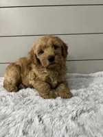 Max, a male Miniature Goldendoodle for sale in Millersburg, OH – 6 of 6