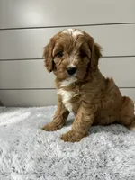 Ivy , a female Cavapoo for sale in Millersburg, OH – 5 of 8