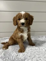 Maverick , a male Cavapoo for sale in Millersburg, OH – 4 of 8