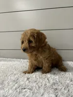 Luna , a female Miniature Goldendoodle for sale in Millersburg, OH – 7 of 7
