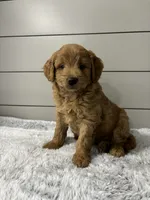 Rocky, a male Miniature Goldendoodle for sale in Millersburg, OH – 3 of 5