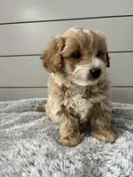 Milo , a male Miniature Goldendoodle for sale in Millersburg, OH – Photo 2 of 6