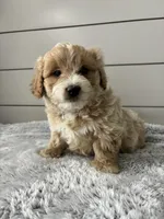 Milo , a male Miniature Goldendoodle for sale in Millersburg, OH – Photo 5 of 6