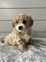 Milo , a male Miniature Goldendoodle for sale in Millersburg, OH – Photo 6 of 6