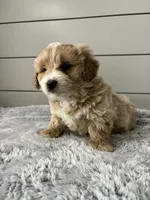 Milo , a male Miniature Goldendoodle for sale in Millersburg, OH – Photo 4 of 6