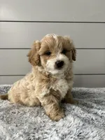 Milo , a male Miniature Goldendoodle for sale in Millersburg, OH – Photo 3 of 6