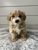 Milo , a male Miniature Goldendoodle for sale in Millersburg, OH – Photo 1 of 6