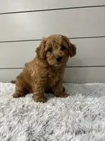 Luna , a female Miniature Goldendoodle for sale in Millersburg, OH – 2 of 7