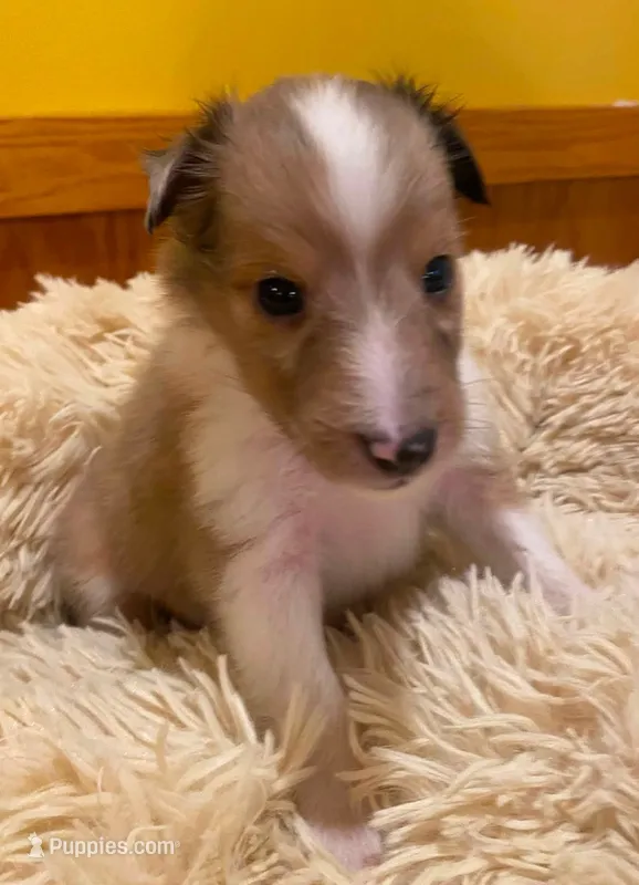 Sable Merle Boy – Shetland Sheepdog puppy for sale in Grafton, OH