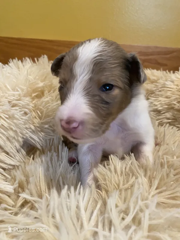 Sable Merle Boy – Shetland Sheepdog puppy for sale in Grafton, OH