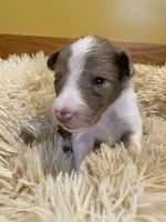 Sable Merle Boy, a male Shetland Sheepdog for sale in Grafton, OH – 1 of 1