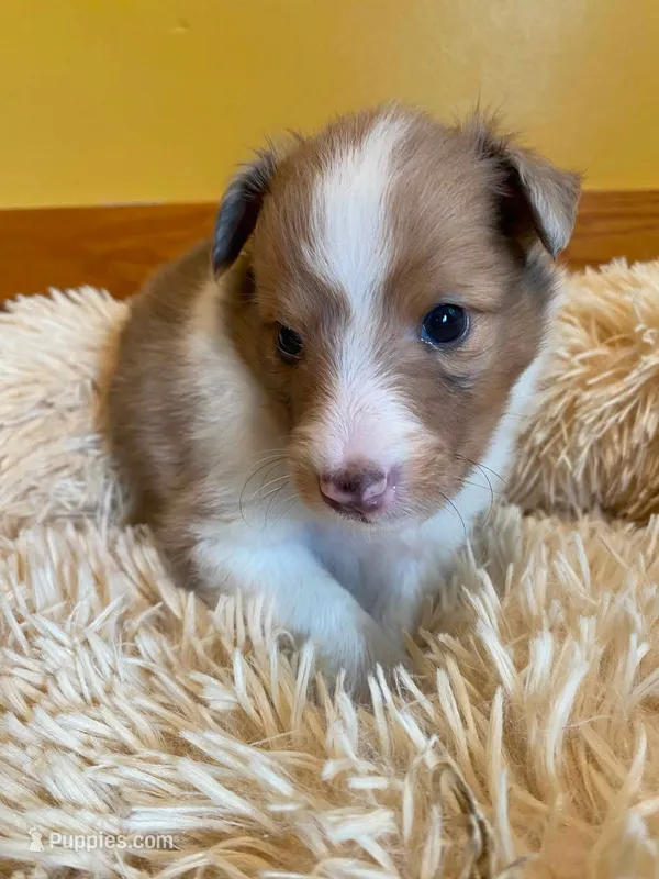 Sable Merle Boy – Shetland Sheepdog puppy for sale in Grafton, OH