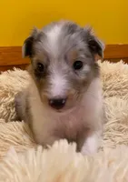 Blue Merle Boy, a male Shetland Sheepdog for sale in Grafton, OH – 1 of 1