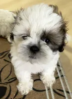 Oreo, a male Maltese and Shih Tzu for sale in Honolulu, HI – 2 of 3