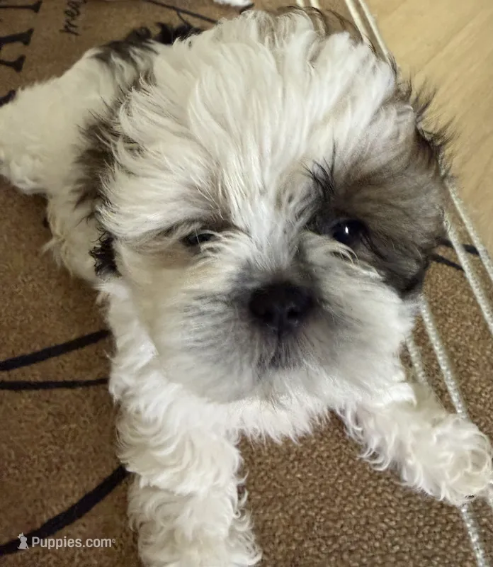 Oreo – Maltese, Shih Tzu puppy for sale in Honolulu, HI