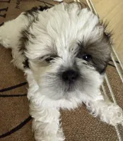 Oreo, a male Maltese and Shih Tzu for sale in Honolulu, HI – 1 of 3