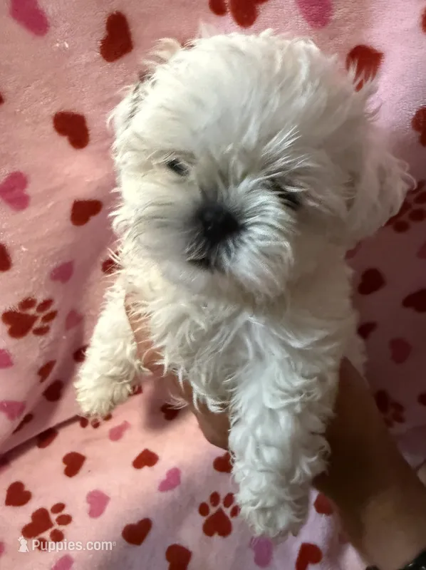 Rocky – Maltese, Shih Tzu puppy for sale in Honolulu, HI
