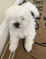 Spot, a male Maltese and Shih Tzu for sale in Honolulu, HI – 2 of 3
