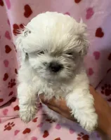 Spot, a male Maltese and Shih Tzu for sale in Honolulu, HI – 1 of 3