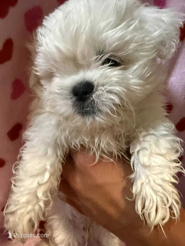 Embo – Maltese, Shih Tzu puppy for sale in Honolulu, HI