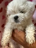 Embo, a male Maltese and Shih Tzu for sale in Honolulu, HI – 1 of 2