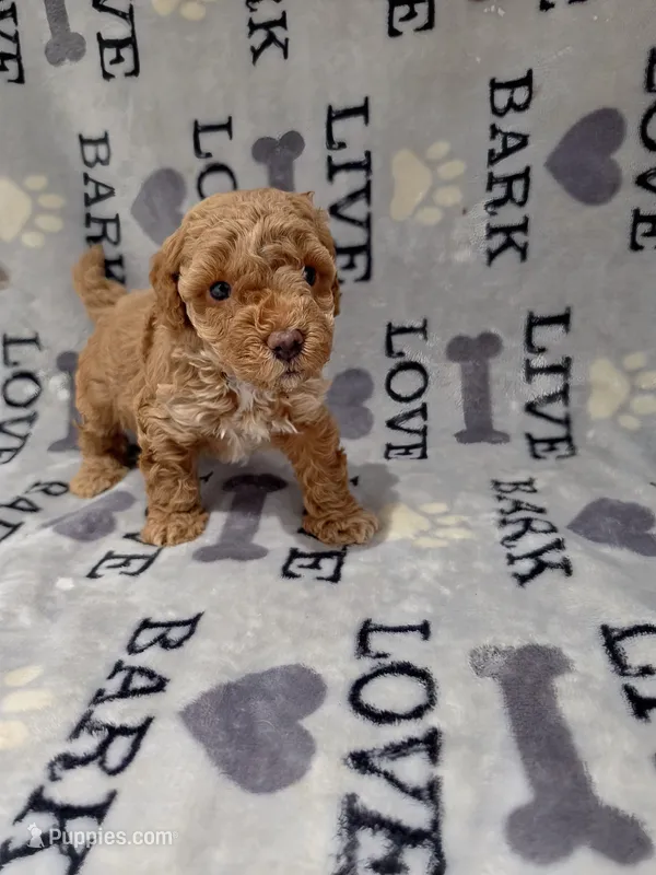 Max – Poodle - Toy  puppy for sale in Miami, FL
