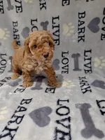 Max, a male Poodle - Toy  for sale in Miami, FL – 1 of 2