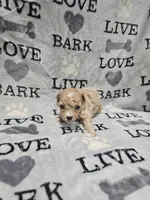 Stitch, a male Poodle - Toy  for sale in Miami, FL – Photo 1 of 3