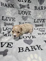 Stitch, a male Poodle - Toy  for sale in Miami, FL – Photo 2 of 3