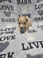 Stitch, a male Poodle - Toy  for sale in Miami, FL – Photo 3 of 3