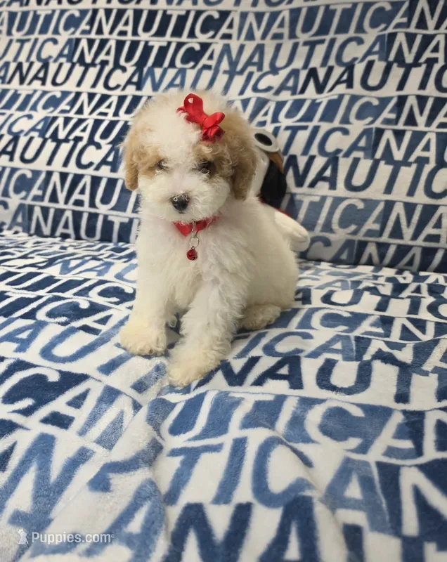 Viola – Poodle - Toy  puppy for sale in Miami, FL