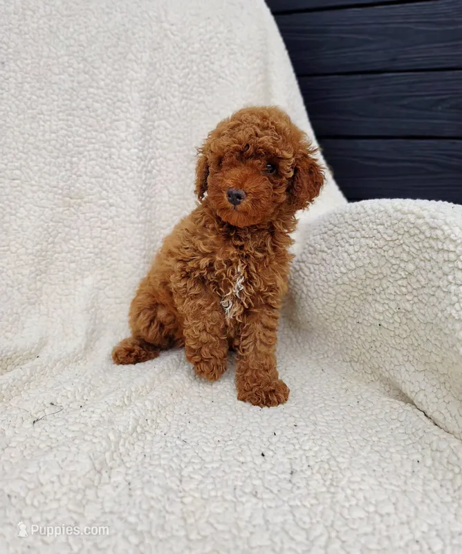 Candy – Poodle - Toy  puppy for sale in Miami, FL