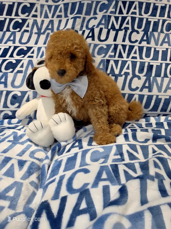 Teddy – Poodle - Toy  puppy for sale in Miami, FL