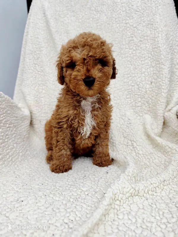Teddy – Poodle - Toy  puppy for sale in Miami, FL