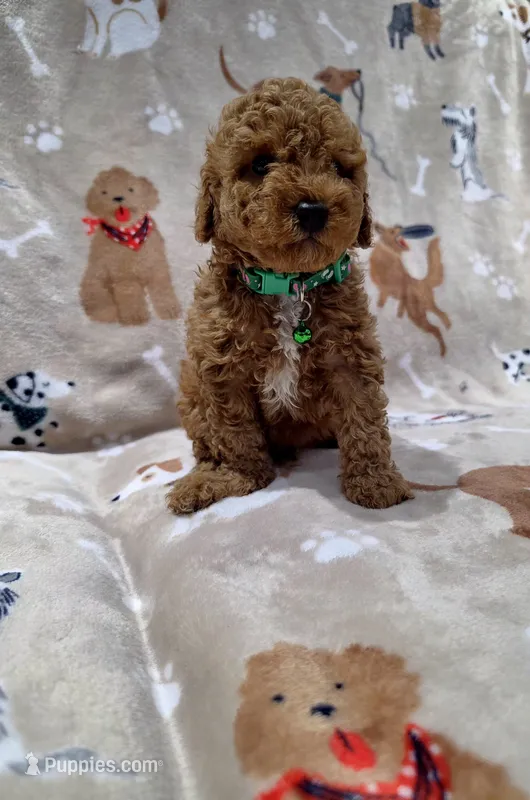 Teddy – Poodle - Toy  puppy for sale in Miami, FL