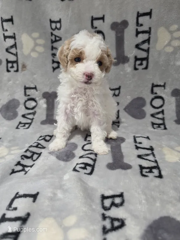 Dior – Poodle - Toy  puppy for sale in Miami, FL