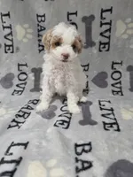 Dior, a female Poodle - Toy  for sale in Miami, FL – 1 of 2