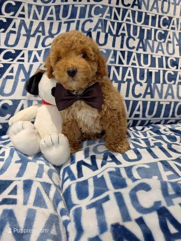 Max – Poodle - Toy  puppy for sale in Miami, FL