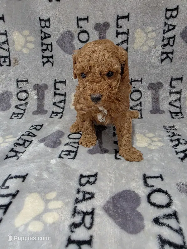 Teddy – Poodle - Toy  puppy for sale in Miami, FL