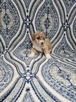 Princess, a female Poodle - Toy  for sale in Miami, FL – Photo 4 of 8