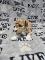 Princess, a female Poodle - Toy  for sale in Miami, FL – Photo 7 of 8