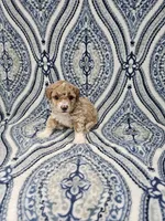 Princess, a female Poodle - Toy  for sale in Miami, FL – Photo 5 of 8