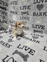 Princess, a female Poodle - Toy  for sale in Miami, FL – Photo 6 of 8