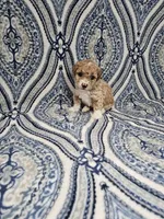 Princess, a female Poodle - Toy  for sale in Miami, FL – Photo 3 of 8