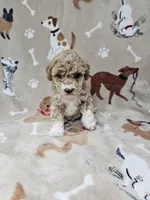 Princess, a female Poodle - Toy  for sale in Miami, FL – Photo 2 of 8