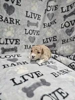 Princess, a female Poodle - Toy  for sale in Miami, FL – Photo 8 of 8