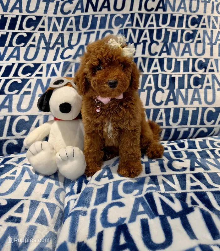 Candy – Poodle - Toy  puppy for sale in Miami, FL